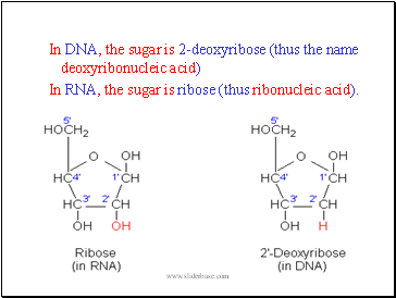 In DNA, the sugar is 2-deoxyribose (thus the name deoxyribonucleic acid)