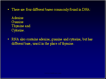 There are four different bases commonly found in DNA: