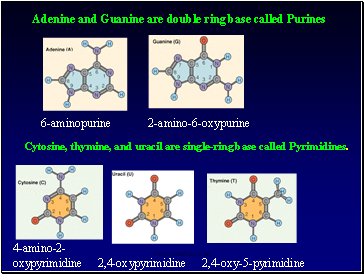 6-aminopurine