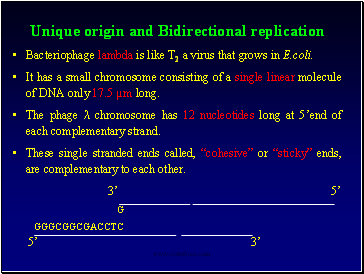 Unique origin and Bidirectional replication