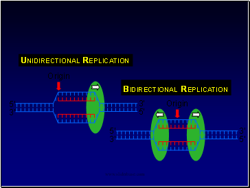 Unique origin and Bidirectional replication