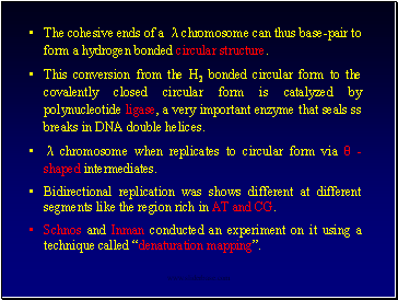 The cohesive ends of a λ chromosome can thus base-pair to form a hydrogen bonded circular structure.