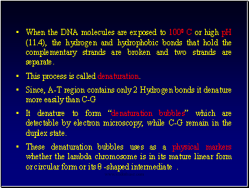 When the DNA molecules are exposed to 1000 C or high pH (11.4), the hydrogen and hydrophobic bonds that hold the complementary strands are broken and two strands are separate.