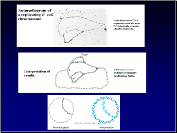 DNA - An overview