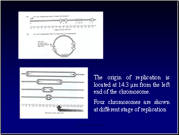 The origin of replication is located at 14.3 m from the left end of the chromosome.