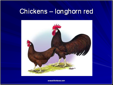 Chickens  longhorn red
