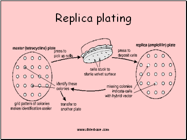 Replica plating