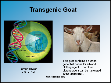 Human DNA in a Goat Cell