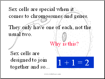 Sex cells are special when it comes to chromosomes and genes.