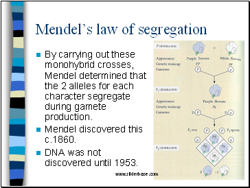 Mendels law of segregation