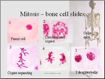 Mitosis  bone cell slides