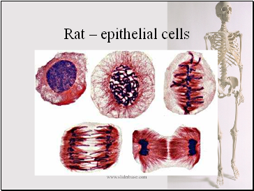 Rat  epithelial cells