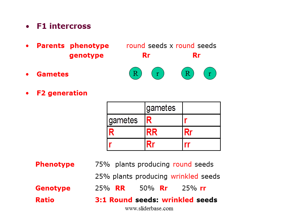 Monohybrid - Presentation Genetics