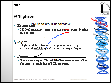 PCR phases