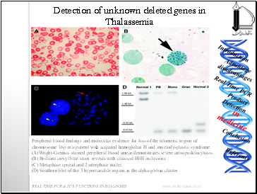 Detection of unknown deleted genes in Thalassemia