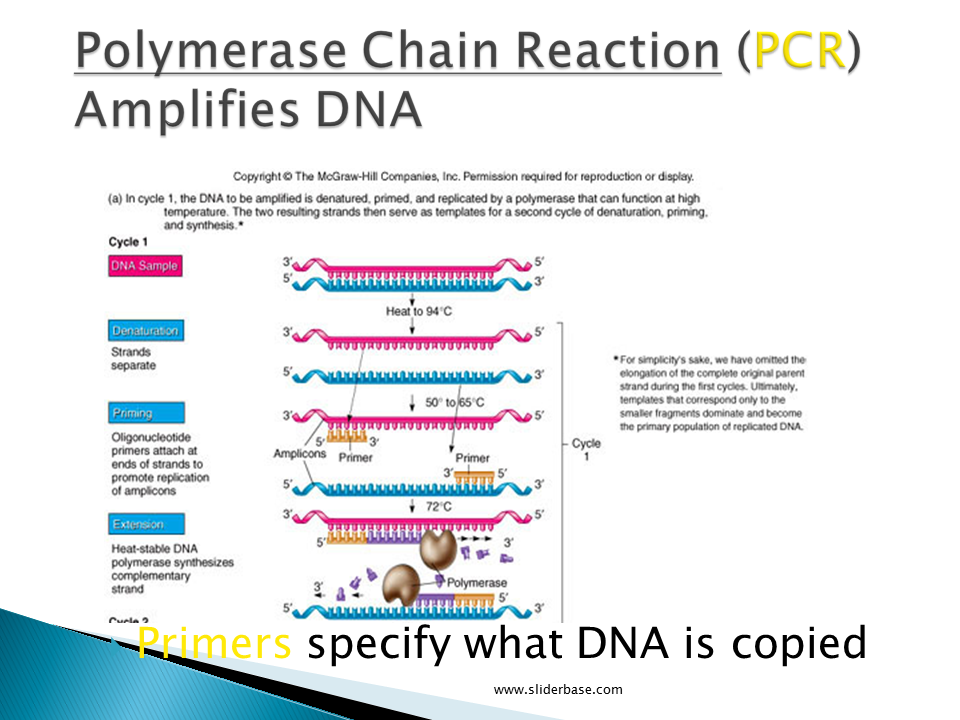 Pcr Flow Chart