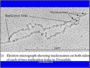 Replication of Nucleosomes