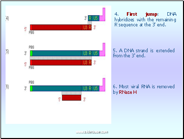 4. First jump: DNA hybridizes with the remaining R sequence at the 3' end.