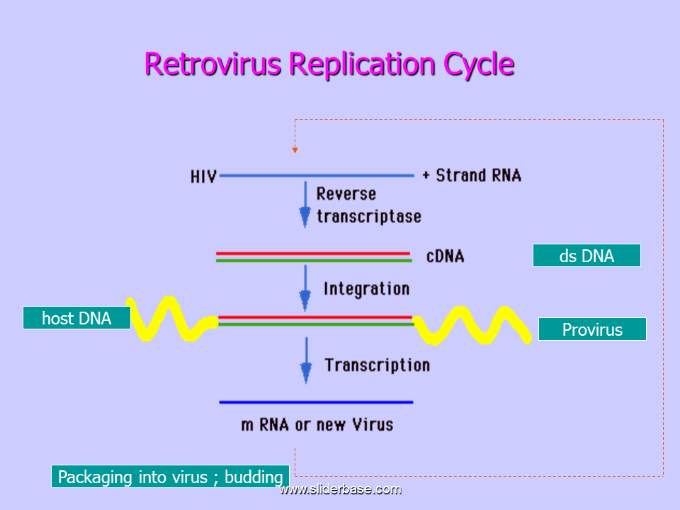 retrovirus replication site