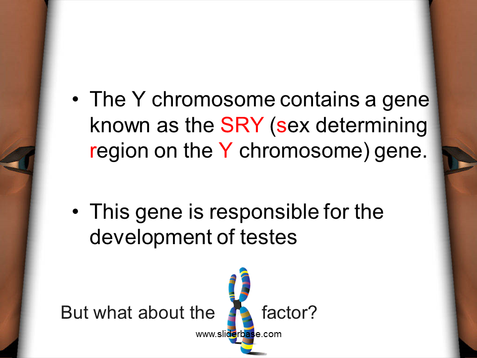 Sexual Differentiation Lesson Presentation Genetics