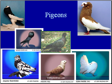 Pigeons