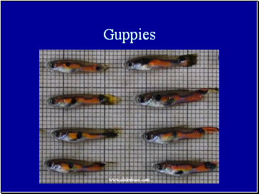 Guppies