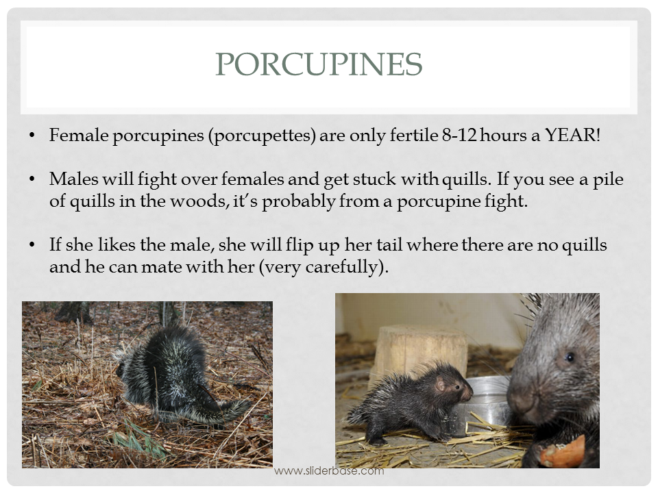 Sex With A Porcupine