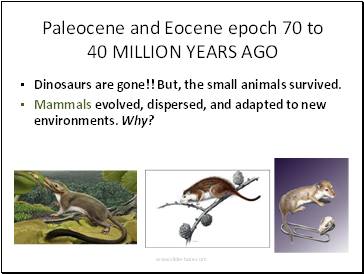 Paleocene and Eocene epoch 70 to 40 MILLION YEARS AGO
