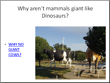 Why arent mammals giant like Dinosaurs?