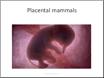 Placental mammals