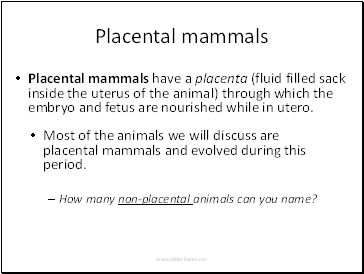 Placental mammals