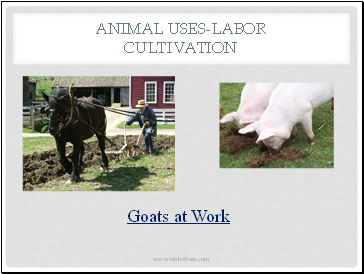 Animal Uses-Labor Cultivation