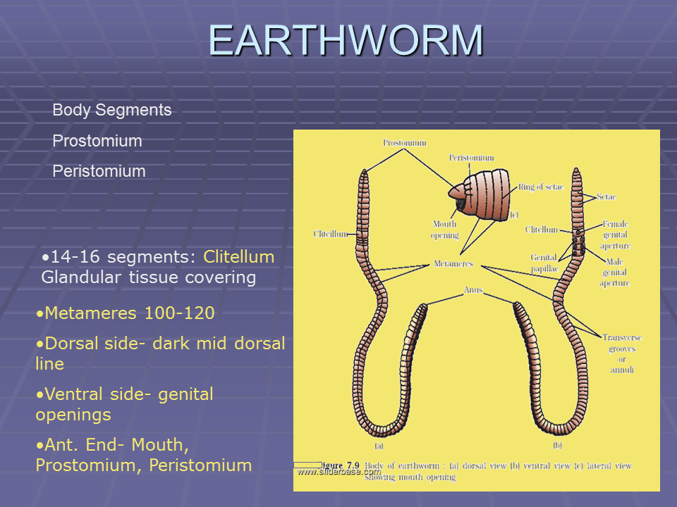 Earthworm - Presentation Plants, Animals, and Ecosystems