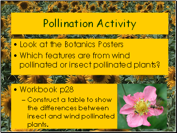 Pollination Activity