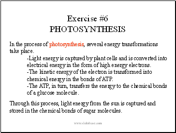 Lab Photosynthesis