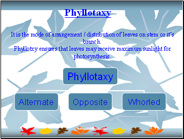 Phyllotaxy