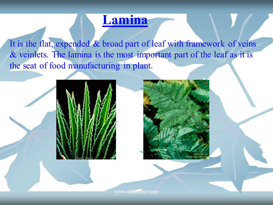 Leaf structures Presentation Plants, Animals, and Ecosystems