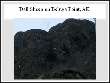 Dall Sheep on Beluga Point, AK