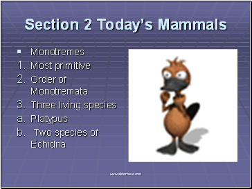 Todays Mammals