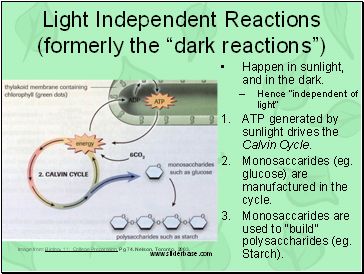 Light Independent Reactions (formerly the dark reactions)
