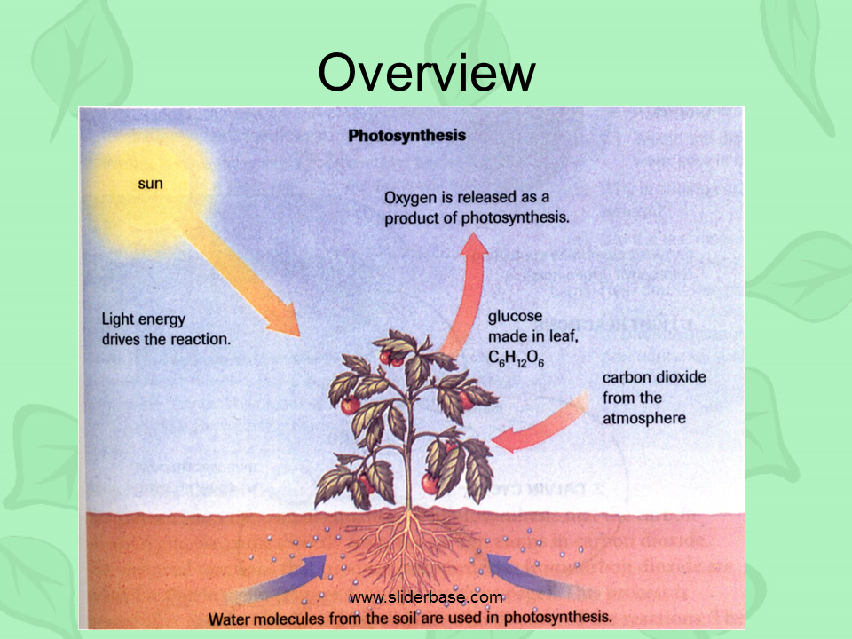 Photosynthesis &amp; Chloroplasts Presentation Plants