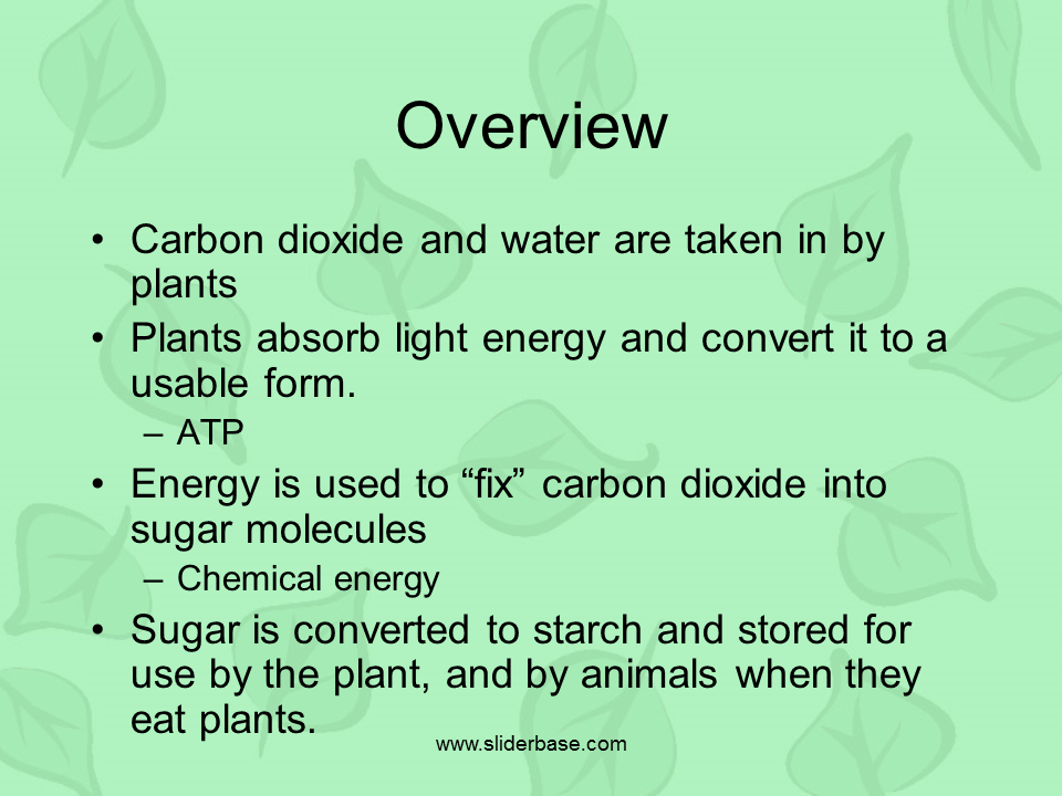 Photosynthesis &amp; Chloroplasts Presentation Plants