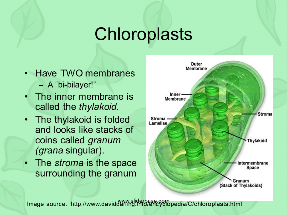 What is the chloroplasts job in a cell