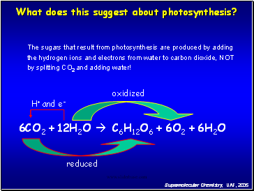 What does this suggest about photosynthesis?