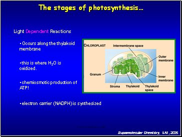 The stages of photosynthesis