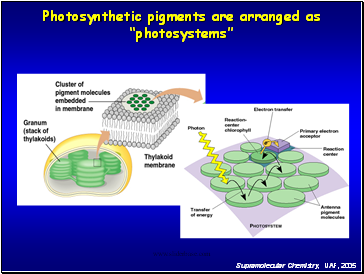 Photosynthetic pigments are arranged as photosystems