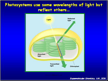 Photosystems use some wavelengths of light but reflect others