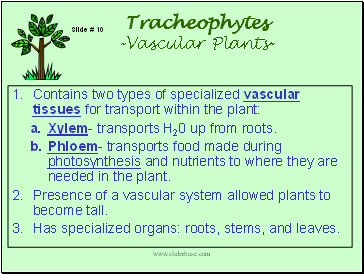 Tracheophytes -Vascular Plants-