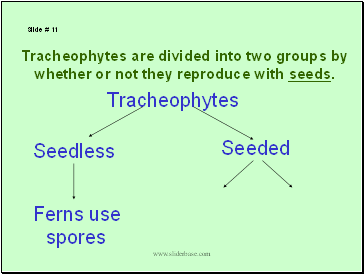 Tracheophytes are divided into two groups by whether or not they reproduce with seeds.