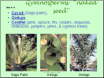 Cycad (Sago palm),